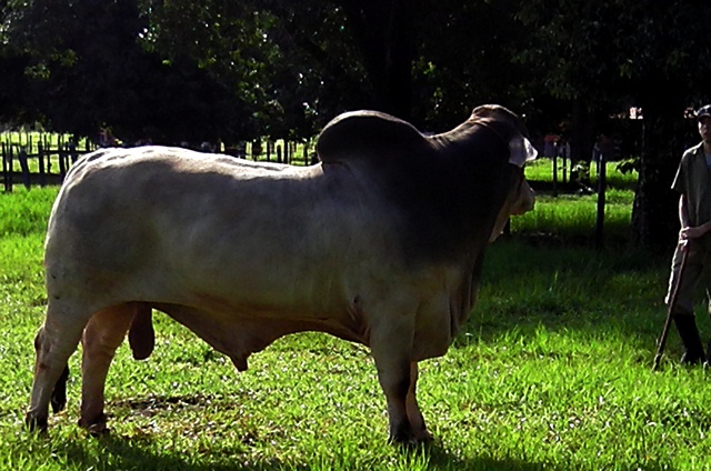 Biggest Brahman Bull